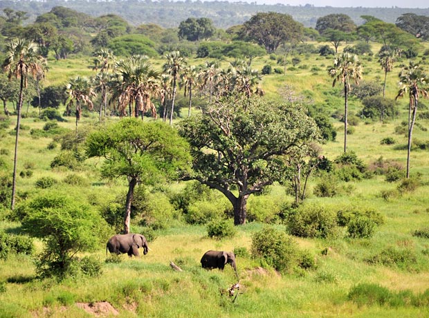 Tarangire National Park Day Trip